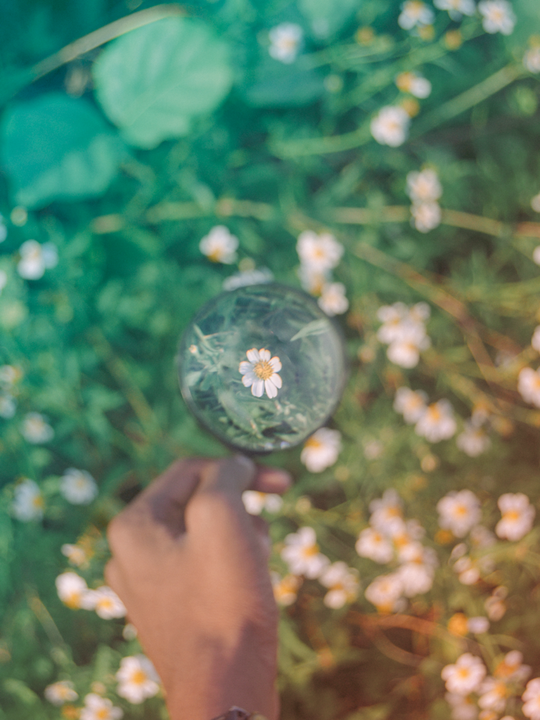 looking at a flower through a magnifying glass