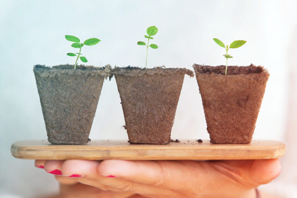 Achieving sustainable travel, starter plants