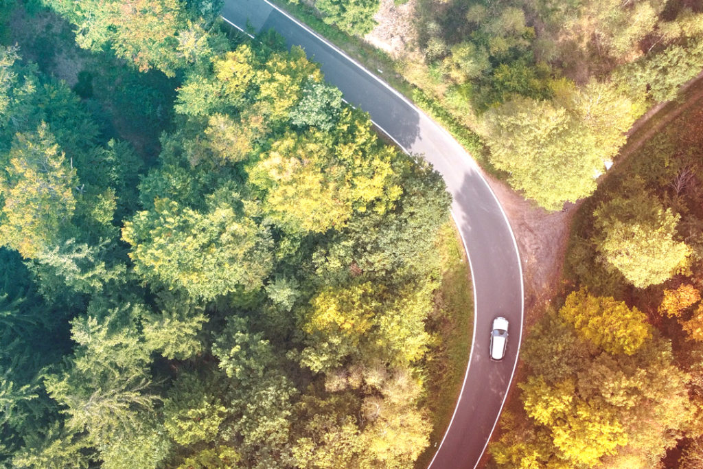 road in woods