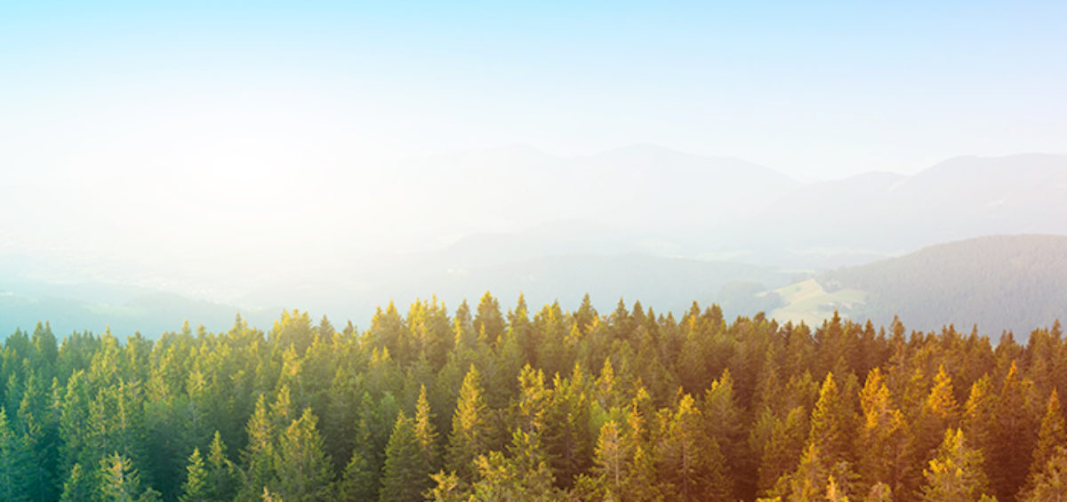 What is Carbon Offsetting