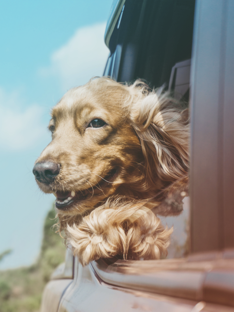 happy dog with its head out the car window