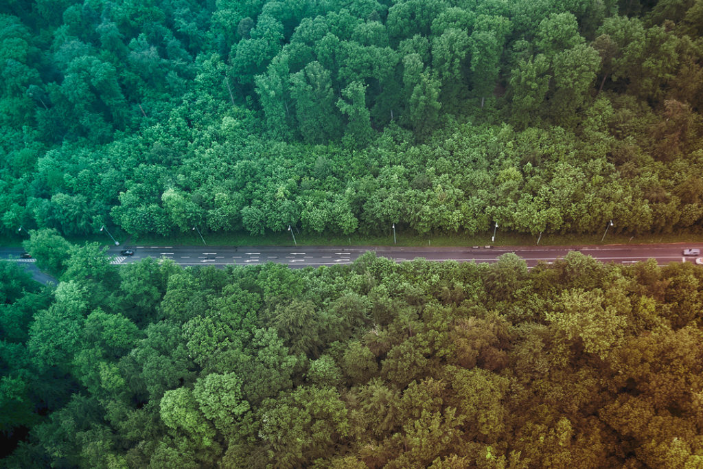 Road on a forest